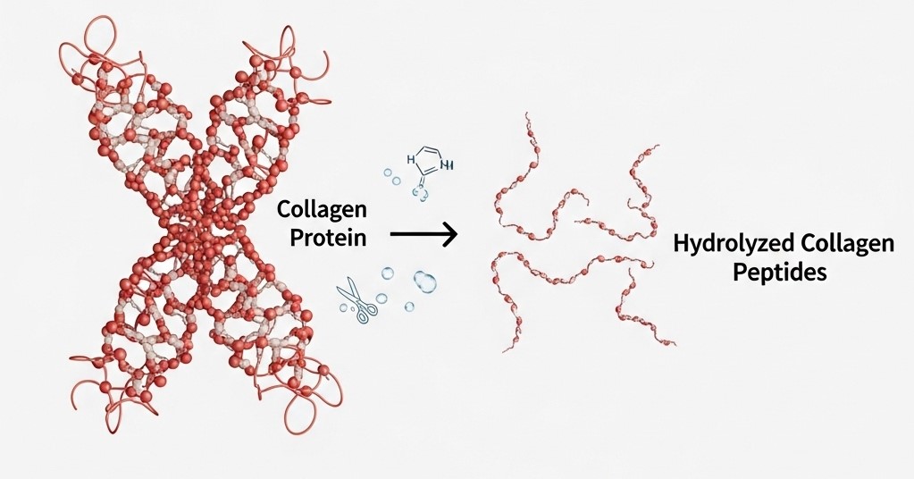 Collagen thủy phân là gì?
